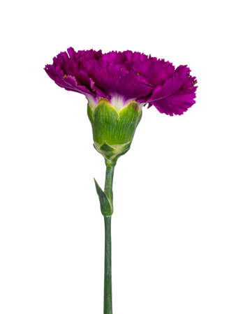 Closeup side view from fuchsia pink Carnation flower in full bloom. Isolated on white background.の写真素材
