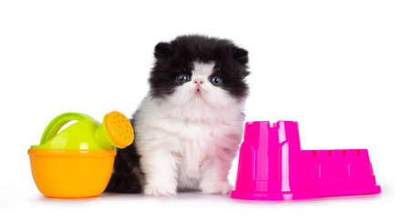 Cute few weeks old, very young black and white Persian cat ktten. Sitting betweem beach toys, looking at camera with round and still blue eyes. Isolated on white background.の写真素材