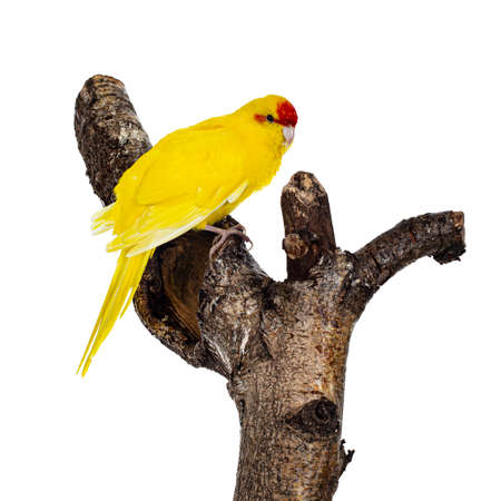 Red crowned yellow Kakariki bird, sitting side ways on branch of tree. Isolated on white background.