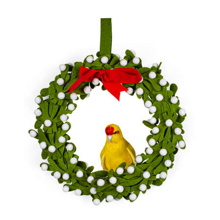Red crowned yellow Kakariki bird, sitting side ways in a mistletoe Christmas wreath. Isolated on white background.の写真素材