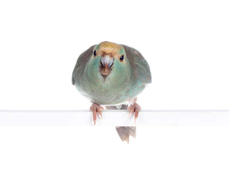 Curious turquoise Kakariki bird sitting on white rod, looking at camera bending towards lens....