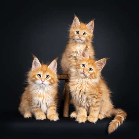 3 red Maine Coon cat kittens, sitting on and next to a little wooden stool. Looking at  camera with greenish eyes. Isolated on a black background.の写真素材