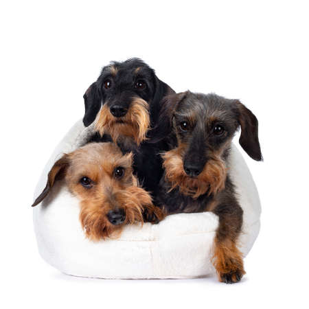 3 Adult / senior Dachshund sitting together in soft white cat basket. Loking at camera with shiny eyes. Isolated on a white background.の写真素材