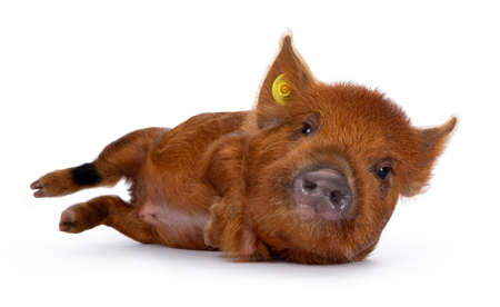 Ginger Kunekune piglet laying down side ways / rolling / getting up. Looking at camera with naughty eyes. Isolated on white background.の写真素材
