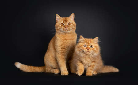 Fluffy red British Longhair cat kitten, sitting together with red adult Shorthair. Looking at camera with orange eyes. Isolated on black background.の写真素材