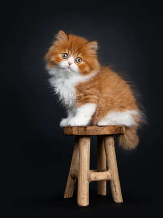 Adorable red with white British Longhair cat kitten, sitting side ways  on wooden stool. Looking at camera with big round eyes. Isolated on black background.の写真素材