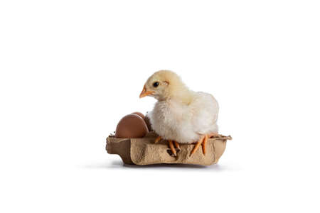 Cute yellow baby chick, sitting on egg box with brown egg. Looking side ways to egg. Isolated on...