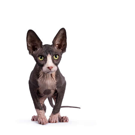 Cute blue with white tuxedo Sphynx cat kitten, standing facing front ready to jump. Looking straight...