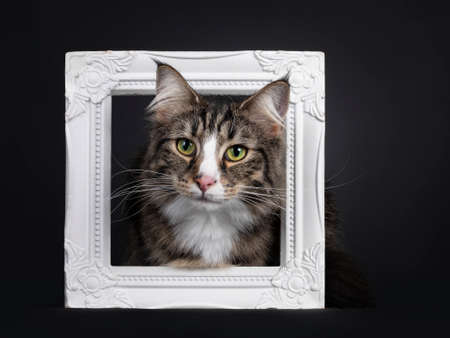 Majestic young adult black tabby blotched Norwegian Forestcat, sitting with head throught white photo frame. Looking curious straight to camera with yellow / green eyes. Isolated on a black background.の写真素材