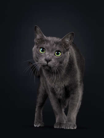 Handsome young adult Korat cat, walking towards camera. Looking at camera with mesmerizing green eyes. Isolated on black background.の写真素材
