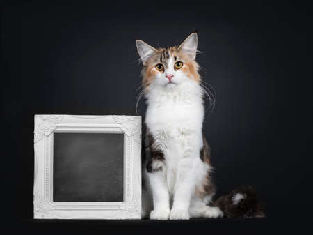 Young adult bicolor tortie Norwegian Forestcat, sitting facing front beside blackboard filled photo frame. Looking towards camera with yellow eyes. Isolated on black background. Tail with white tip on the side.の写真素材