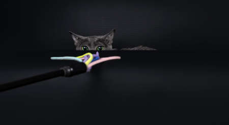 Elegant young adult Korat cat, sitting behind counter. Looking just over the edge to toy with green eyes. Isolated on black background.の写真素材