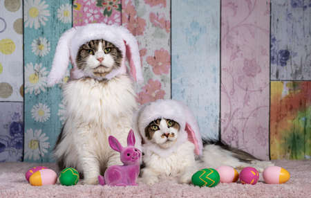 Norwegian Forestcat and Maine Coon cats, sitting / laying beside each other wearing fake fur bunny...