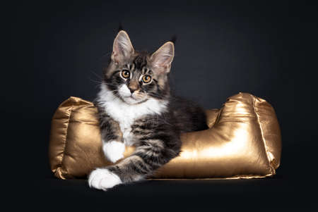 Classic black tabby Maine Coon cat kitten, laying facing front in golden basket. Looking towards camera with orange eyes. Isolated on black background. Paws over edge of basket.の写真素材