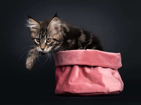 Adorable black tabby Maine Coon cat kitten, stepping out of pink velvet bag. Looking ahead with orange eyes. Isolated on black background.の写真素材