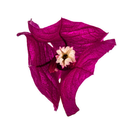 Closu up of blooming pink Bougainvillea flowers, isolated on white background.の写真素材