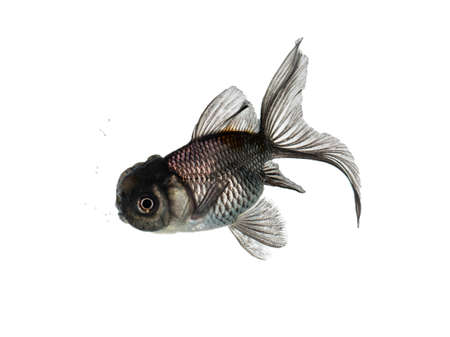 Black swimming cold water fish isolated on white background. Bubbles in water.の写真素材