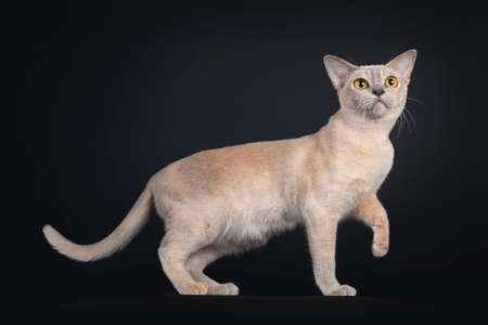 Cute young Burmese cat, standing side ways with one paw playful in air. Looking up / above camera...