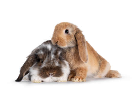 Brown with white spotted and solid brown rabbit, sitting together. Looking towards camera. Isolated on white background.の写真素材