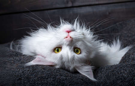 Head shot of cute young solid white Maine Coon cat, laying upsidedown on gray pillow. Looking straight to camera with yellow / green eyes. Dark brown wooden background.の写真素材