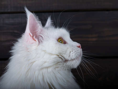 Head profile shot of cute young solid white Maine Coon cat, looking straight ahead side ways with yellow / green eyes. Dark brown wooden background.の写真素材