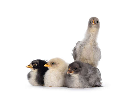 Group of 4 multi colored baby Brahma chickens, sitting together. Isolated on a white background.の写真素材