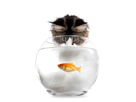 Maine Coon cat looking down in round fish bowl filled with water and single orange goldfish in it. Isolated on white background.の写真素材