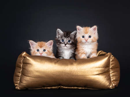 Three 5 week old Maine Coon cat kittens, sitting in golden basket. All looking towards camera. Isolated on black background.の写真素材