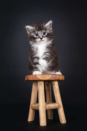 Adorable 5 week old Black silver tabby Maine Coon cat kitten, sitting facing front on little wooden stool. Looking shouder straight to camera with blue eyes. Isolated on black background.の写真素材