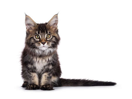 Cute classic black tabby Maine Coon cat kitten, sitting up with head towards camera. Looking towards lens. Isolated on white background.の写真素材