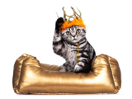 Sweet silver tabby British Shorthair cat kitten, sitting in golden basket wearing golden with orange crwon. Looking towards camera with big eyes. Isolated on white background.の写真素材