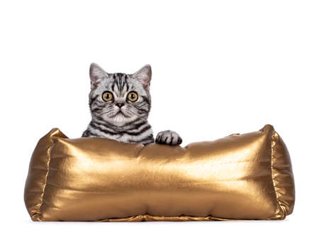 Cute junior silver tabby British Shorthair cat, laying in golden basket with paws over edge. Looking at camera. Isolated on white background.の写真素材