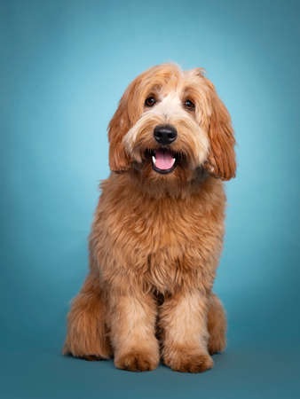 Adorable smiling junior red / apricot Cobberdog / Labradoodle, standing facing front. Looking towards camera. Mouth open, tongue in. Isolated on blue / turquoise background.の写真素材