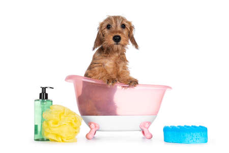 Cute blond mini Wirehair Kanninchen Dachshund puppy, sitting in pink bath. Front paws on edge and looking towards camera. Isolated on white background.の写真素材