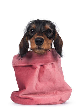 Cute boar mini Wirehair Kanninchen Dachshund puppy, sitting in pink velvet bag. Looking straight to camera. Isolated on white background.の写真素材