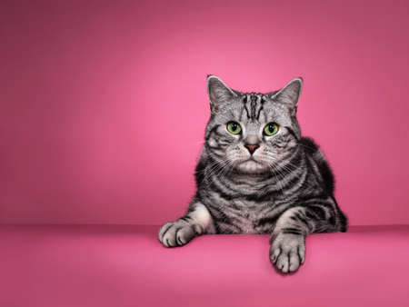 Handsome black silver blotched British Shorthair cat, laying down facing front with both paws hanging over edge. Looking curious towards camera with green eyes. Isolated on pink background.の写真素材