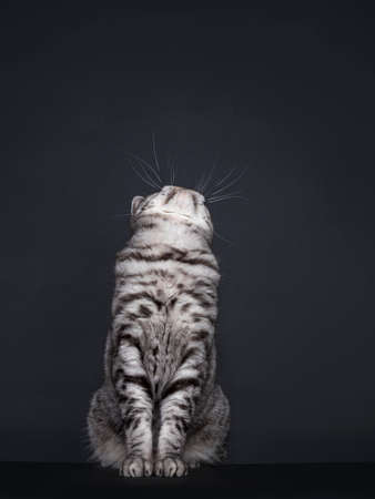 Handsome adult silver spotted British Shorthair cat, sitting up. Looking up above not showing eyes. Isolated on black background.の写真素材