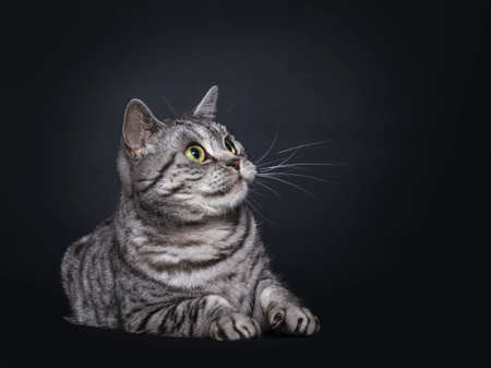 Handsome adult silver spotted British Shorthair cat, laying on side. Looking side ways with green eyes. Isolated on black background.の写真素材