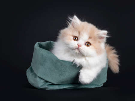 Fluffy cream with white British Longhair cat kitten, laying down facing front in green velvet bag. Looking at camera with orange eyes. One paw hanging down over edge.の写真素材