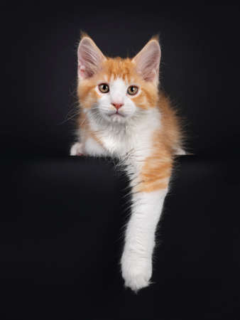 Cute red with white harlequin cat kitten, laying down on edge with front paw hanging down. Looking curious towards camera. Isolated on black background.の写真素材