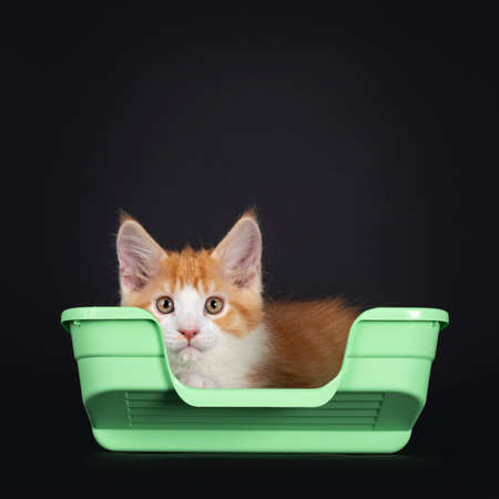 Cute red with white harlequin cat kitten, laying in green plastic litter box. Looking curious towards camera. Isolated on black background.の写真素材