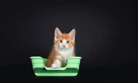 Cute red with white harlequin cat kitten, sitting in green plastic litter box. Looking curious towards camera. Isolated on black background.の写真素材