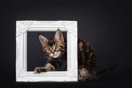 Beautifully marked marbled tortie Maine Coon cat kitten, peeping through white picture frame. Looking towards camera with yellow eyes. Isolated on black background.の写真素材