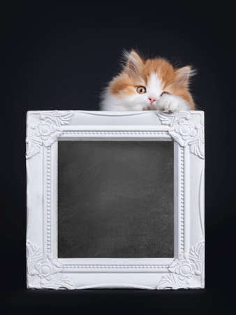 Cute red with white British Longhar kitten, standing behind white photo frame. Looking straight at camera. Isolated on black background.の写真素材