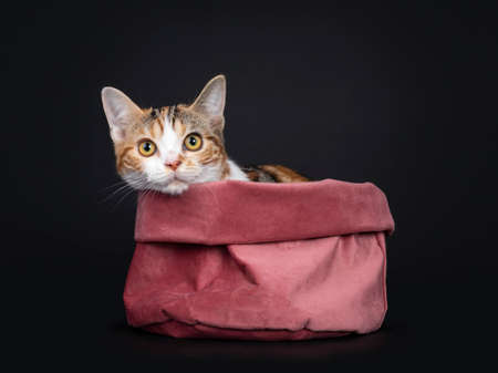 Pretty American Shorthair cat kitten with amazing pattern, laying in pink velvet basket with head over edge. Looking towards camera with yellow eyes. Isolated on black background.の写真素材