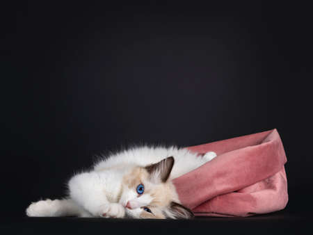 Impressive seal bicolor Ragdoll cat kitten, laying down half out of pink velvet bag. Looking at camera with mesmerizing blue eyes. isolated on black background.の写真素材