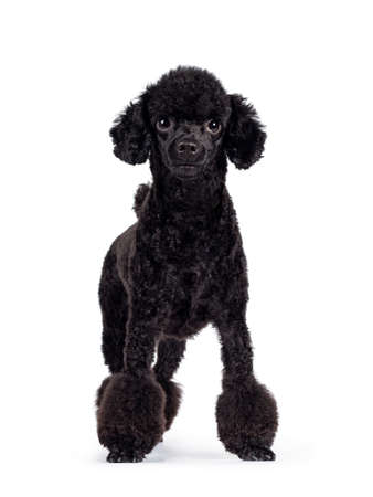 Cute black miniature poodle dog, standing / walking facing front. Looking straight at lens with shiny dark eyes. Isolated on white background.の写真素材