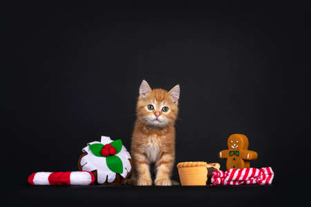 Cute red domestic cat kitten, sitting inbetween toy Christmas candy. Looking straight to camera. Isolated on black background.の写真素材