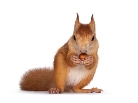 Red Japanese Lis squirrel, sitting facing front, holding a hazel nut in front paws and eating from it. Looking towards camera showing both eyes. Isolated on white background.の写真素材
