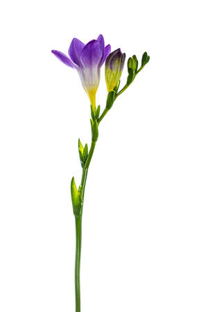 Side view of purple frehsia flower, isolated on white backgroundの写真素材